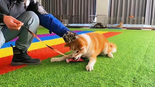 怎么训练犬视频