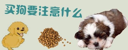 买狗的时候注意些什么东西
