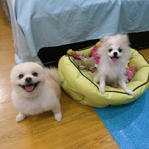 小博美应该怎么训练