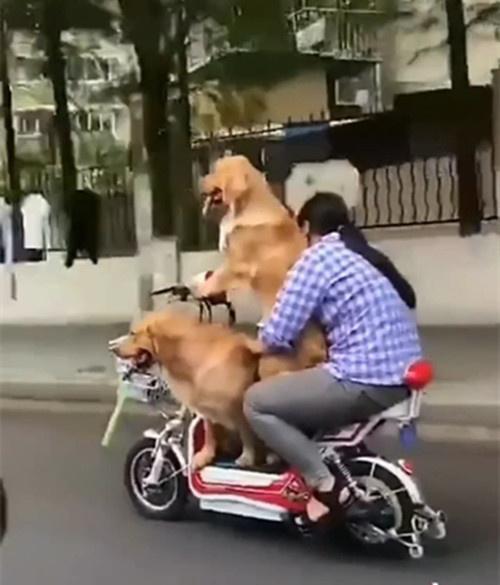 训练狗狗做电瓶车视频教程