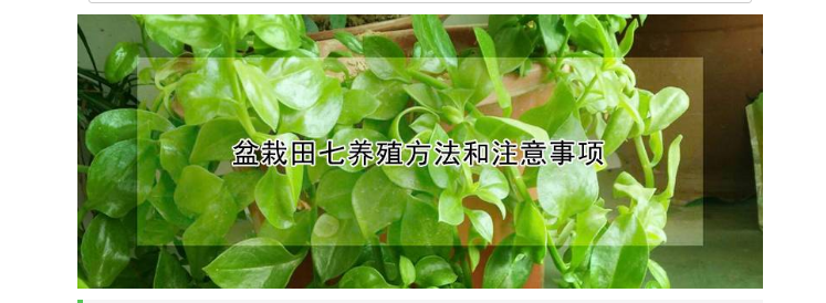 田七养殖方法