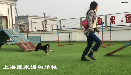 上海爱家宠物训练学校怎么样