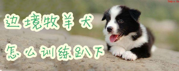 牧羊犬怎样训练