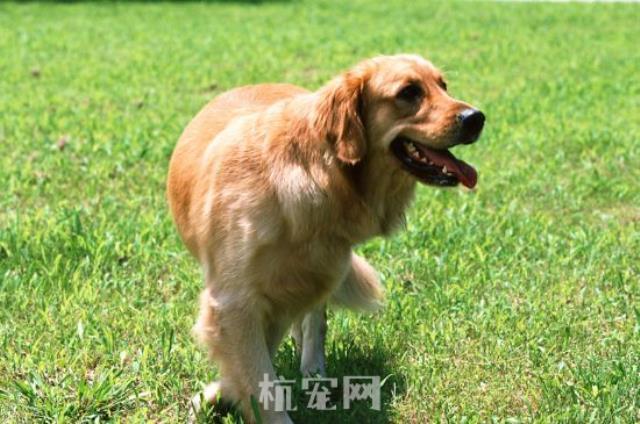 狗怎么训练坐视频