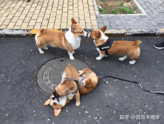 科基怎么训练