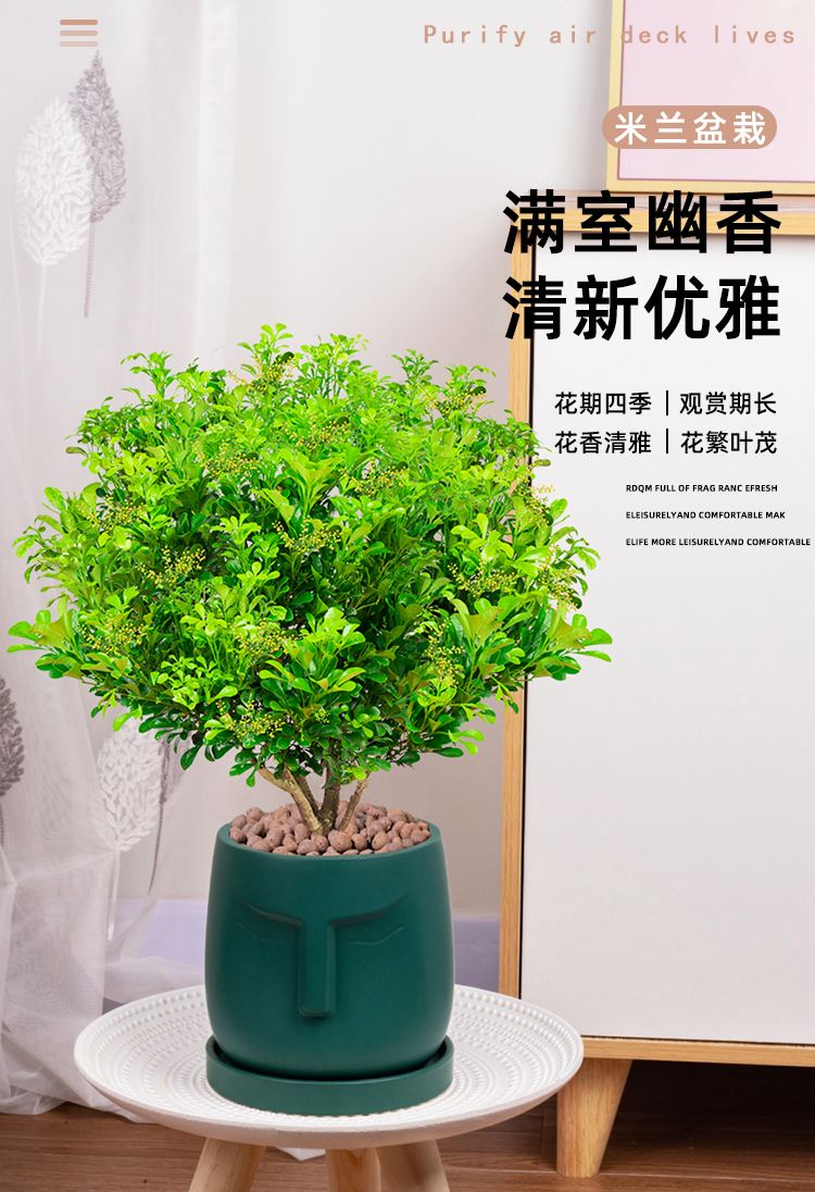 米兰花盆栽养殖方法