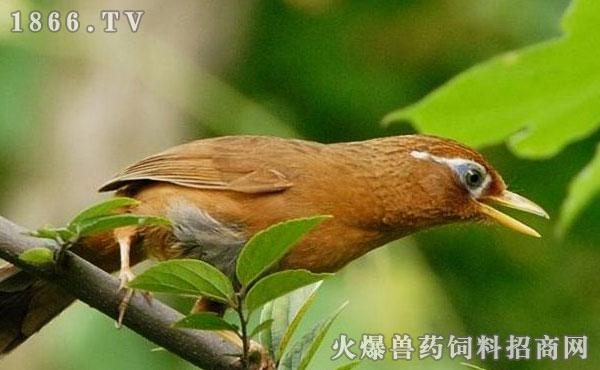 怎么教画眉鸟吃东西