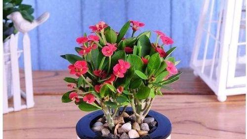 盆栽海棠花种植方法