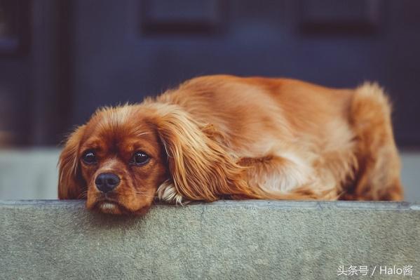 幼犬干呕不吃东西
