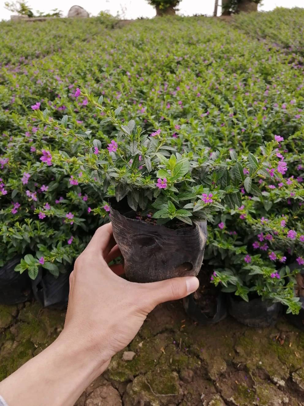 大花满天星怎么种植方法