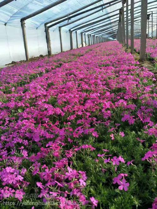 宿根花卉栽培技术要点