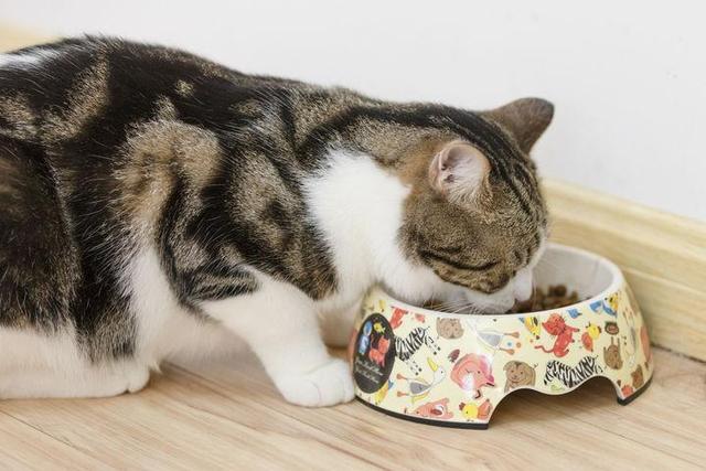 猫不吃东西吐水喂什么药