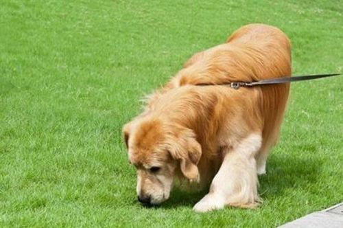 狗狗最近卡东西怎么办