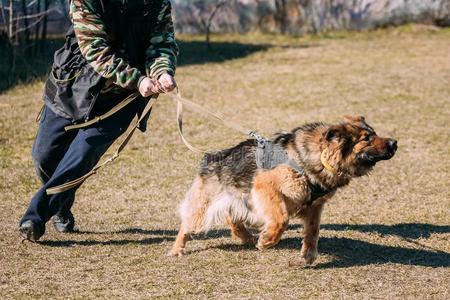怎么教牧羊犬咬东西