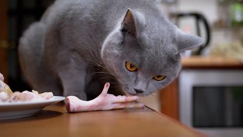 小猫咬东西不放