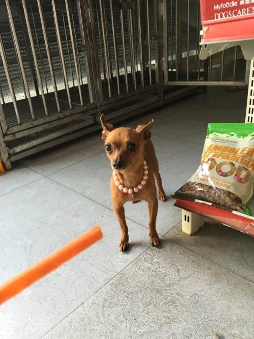 小鹿犬没精神不吃东西
