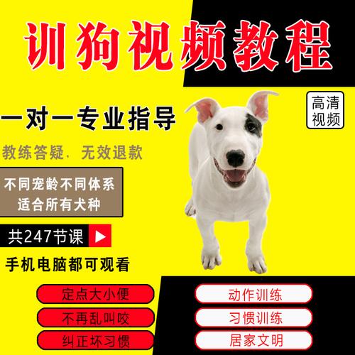 怎样训练狗说话视频教程