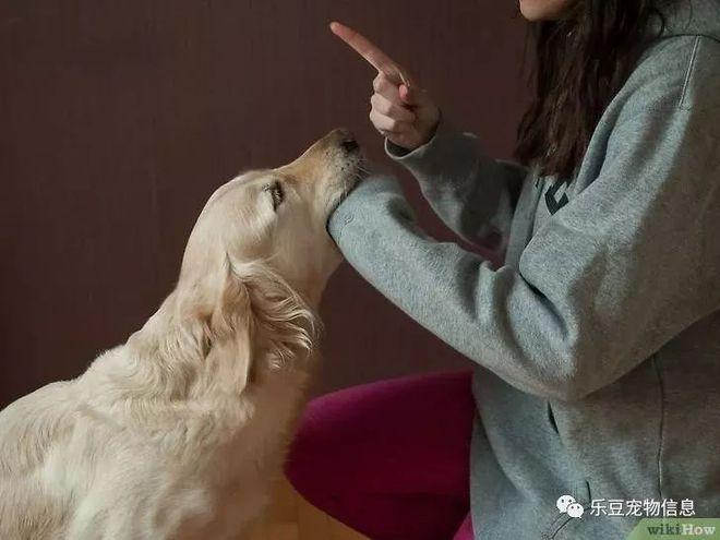 教会狗狗不咬东西