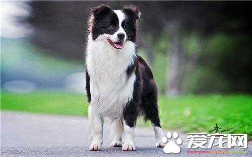 边牧是怎么训练的
