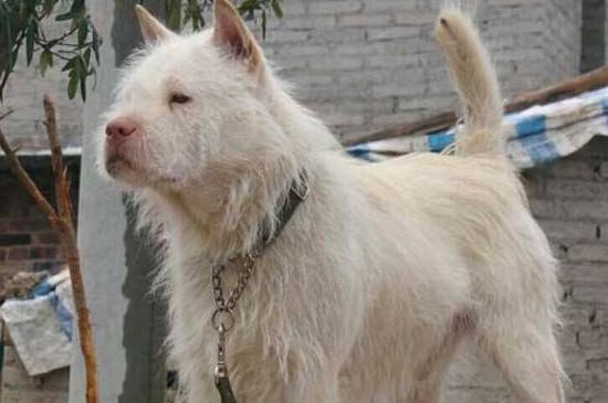 下司犬怎么训练打猪