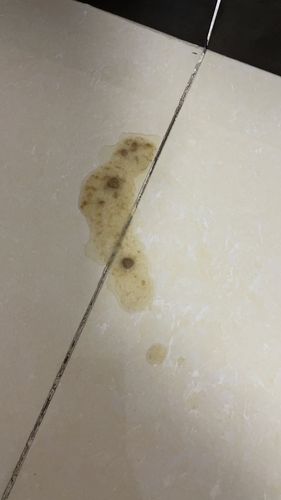 猫去新家呕吐不吃东西