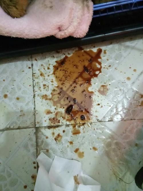 狗狗呕吐拉血不吃东西怎么办
