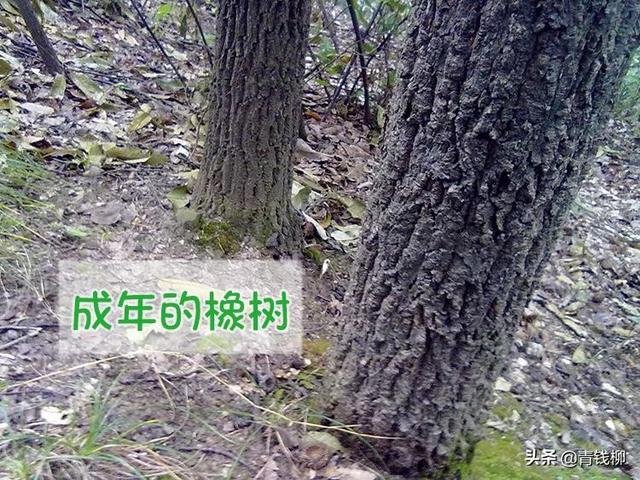 白栎繁殖栽培