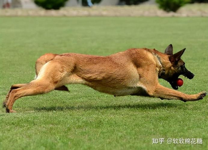 怎样训练马犬视频教程