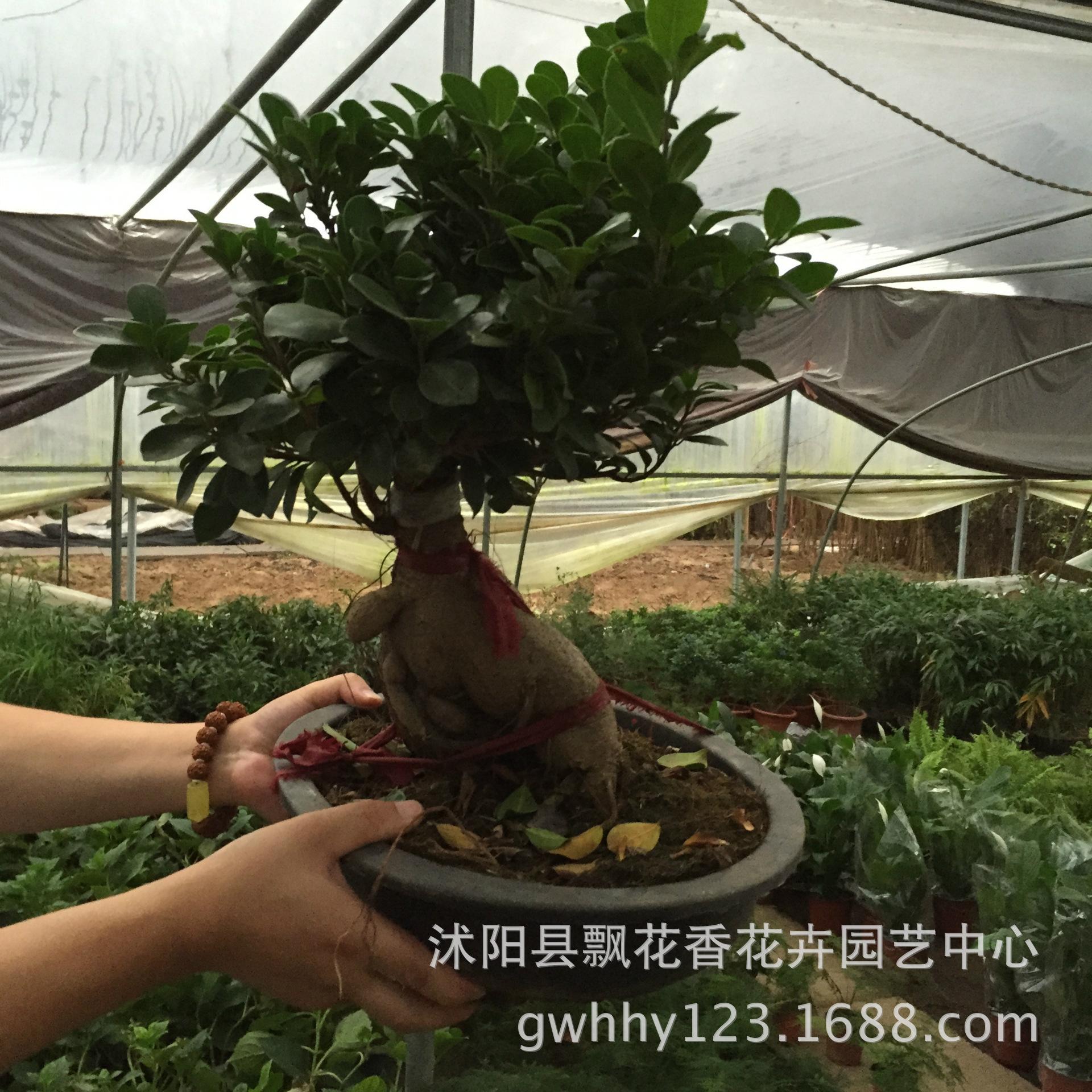 榕树土栽方法
