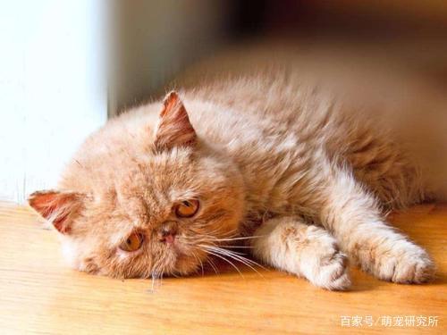 猫妈妈体温低不吃东西