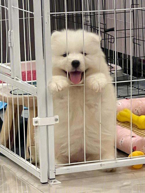 萨摩幼犬总是咬东西