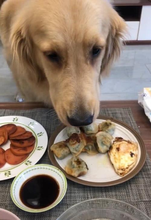 怎样训练金毛不吃别人的东西