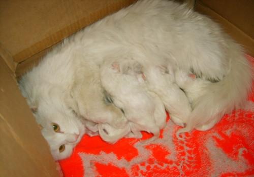 猫在生产前要准备什么东西