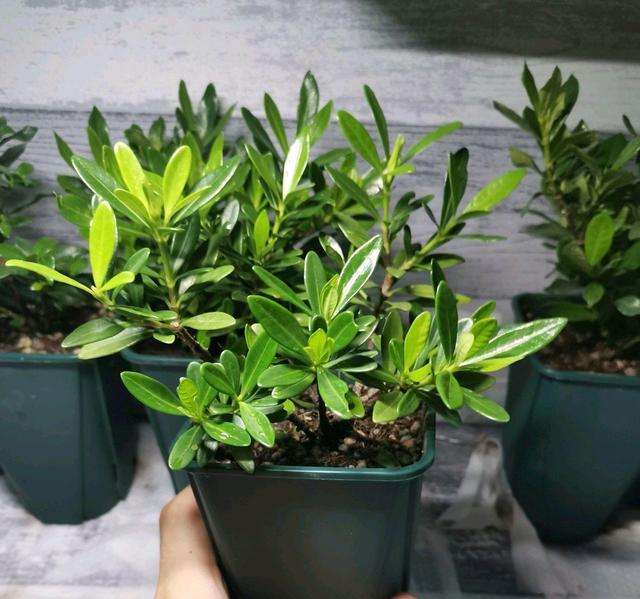 刚移栽的栀子花注意事项