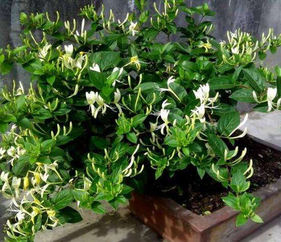 金银花盆栽养殖方法