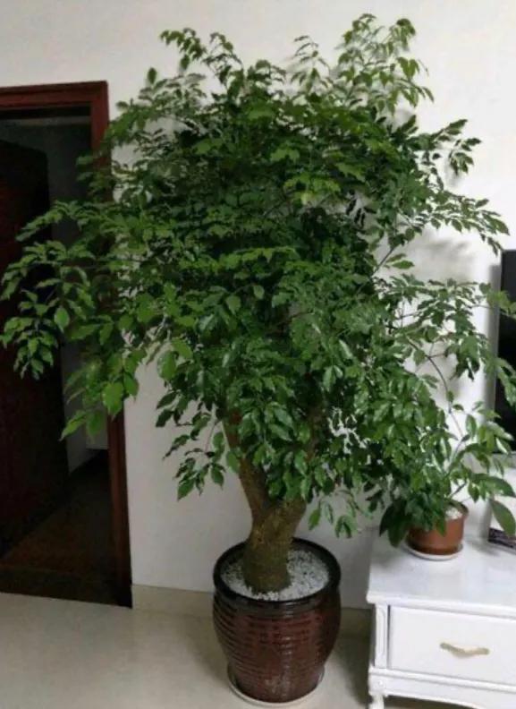 富贵树嫁接方法
