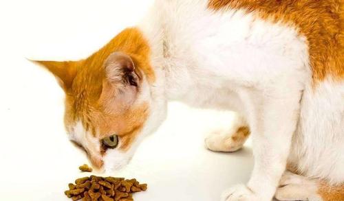猫猫鼻塞不吃东西