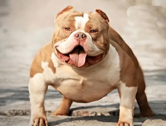 美国恶霸犬视频训练