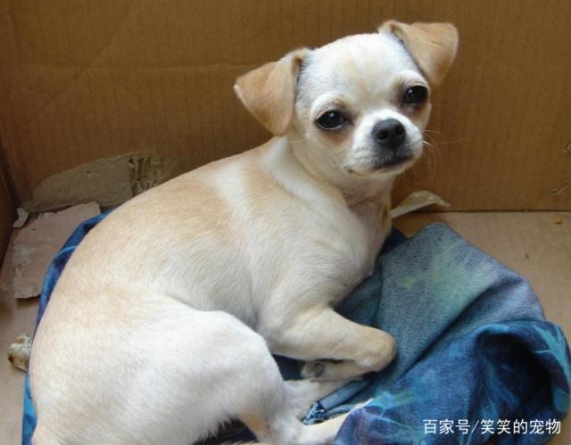 怎么训练吉娃娃怕生人