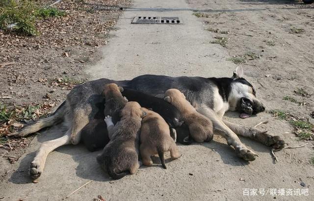 如何训练狗狗自己回窝