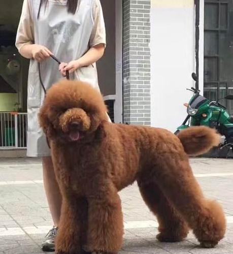 如何训练巨型泰迪