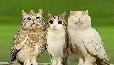 猫头鹰的做法
