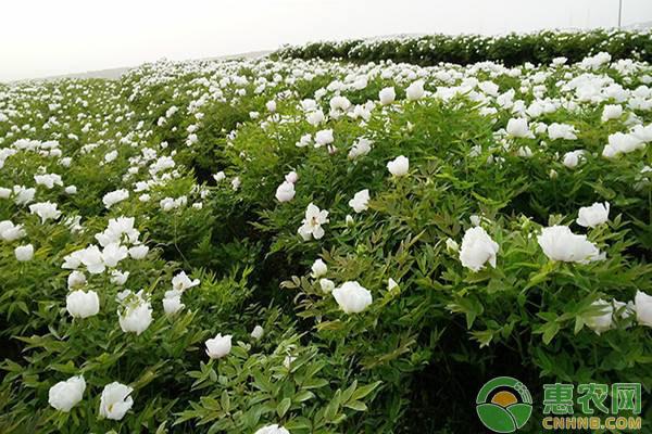 牡丹的栽培和种植方法