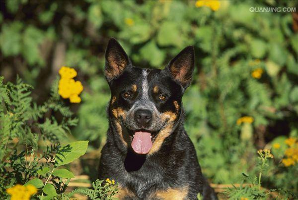 澳洲牧牛犬训练好的