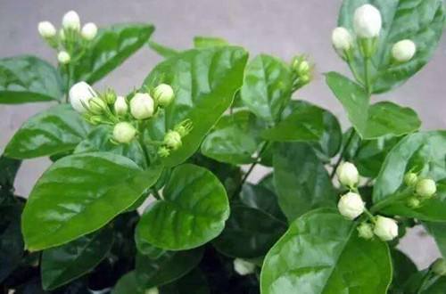 大花茉莉怎么养殖方法
