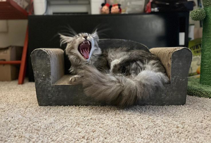 缅因猫怎么训练