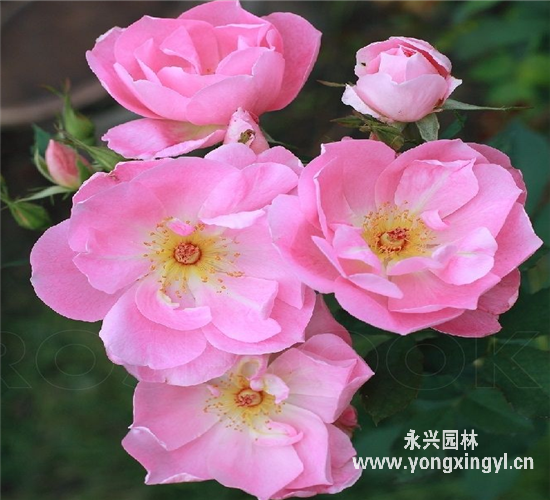 月季花栽培大全