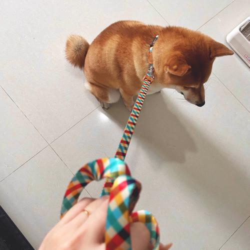 柴犬牵引绳训练