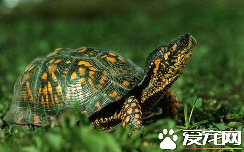 乌龟要用什么东西养护