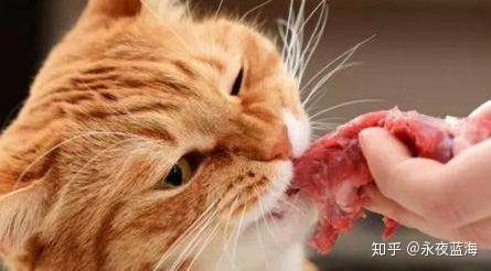 猫糖尿病吐东西怎么办